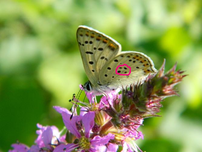 Lycaena ?